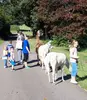 ...hoffentlich spucken die nicht so viel... Mehrere Kinder machen eine Wanderung mit Lamas.